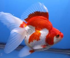 Goldfish-Ryukin