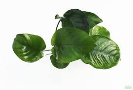 Anubias Barteri