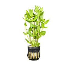 Kaiser Aquatics Bacopa Caroliniana