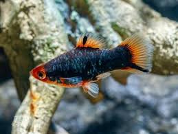 Platy (30-40mm)