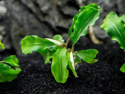 Bucephalandra Portions- 80mm Tub