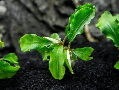Bucephalandra Portions- 80mm Tub