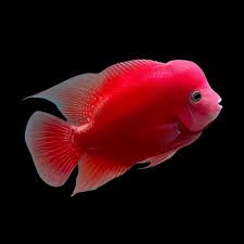 Juvenile Red Monkey Flowerhorn(20-30mm)