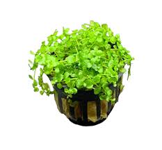 Micranthemum Monte Carlo (Grown submersed)