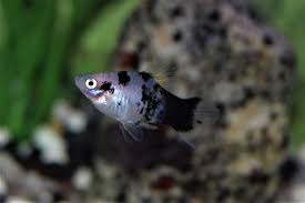 Platy (30-40mm)