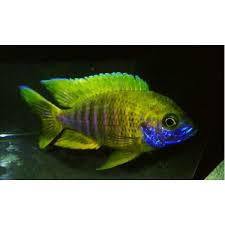 Peacock Cichlid(40-50mm)