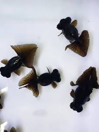 Goldfish-Black Moor