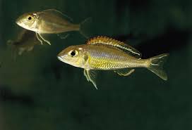 Cichlid-Black Ear Callochromis