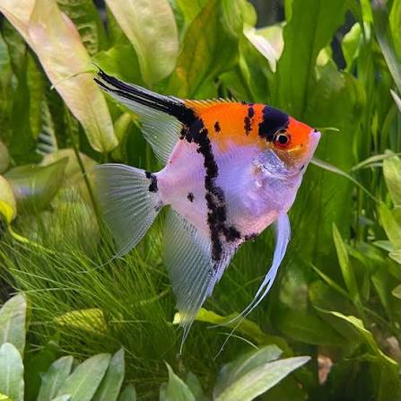 Angel-Koi