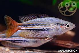 Eastern rainbowfish (Melanotaenia splendida) 80-90mm