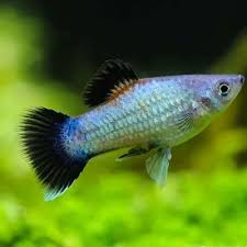 Platy (30-40mm)