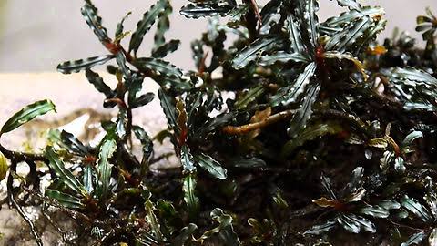 Bucephalandra Portions- 80mm Tub