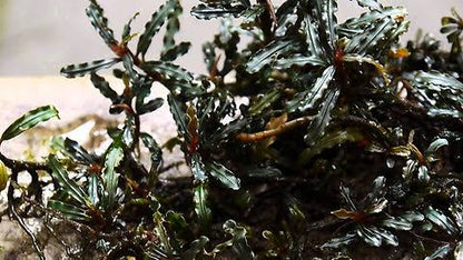 Bucephalandra Portions- 80mm Tub