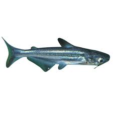 Catfish-Pangasius (40mm)