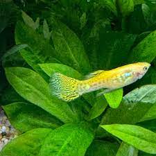 Endler-Yellow Cobra