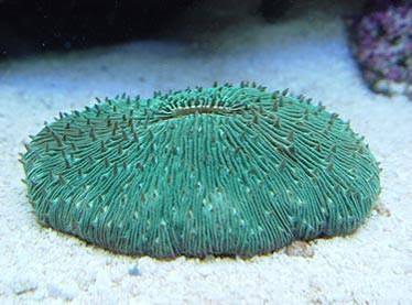Fungia Plate Green ( 70mm+-)