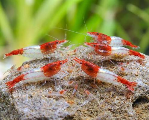 Shrimp-Red Rili