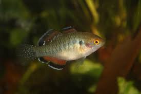 Empire Gudgeon (40-60mm)