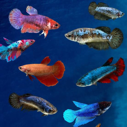 Betta Female