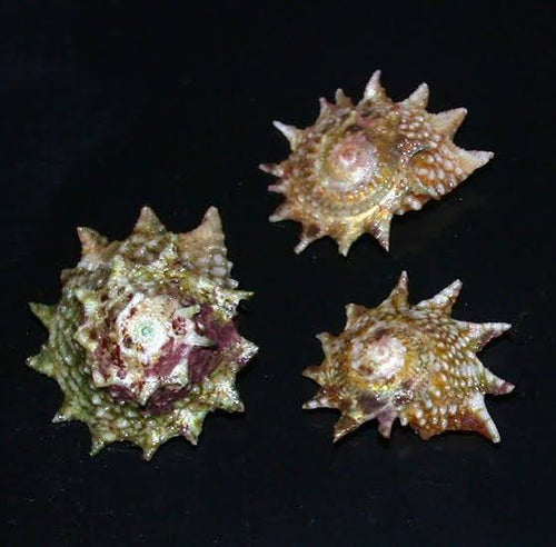 Astraea Snail