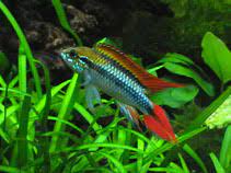 Apistogramma Agassizii(25mm-Juvenile colour)