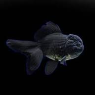 Black Lionhead Oranda
