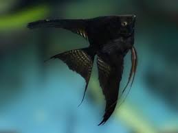 Angel-Black Veiltail(L)