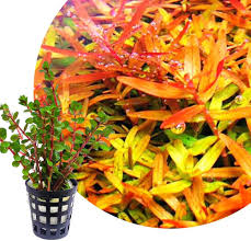 Stoffel Rotala Orange Juice