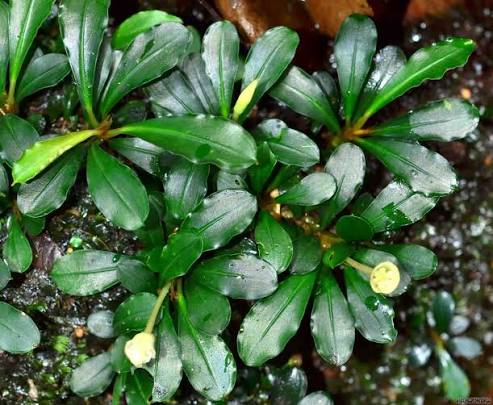 Bucephalandra Portions- 80mm Tub
