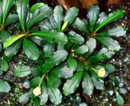 Bucephalandra Portions- 80mm Tub