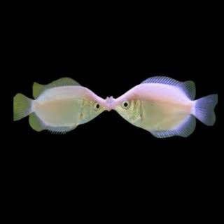 Kissing Gourami (40-50mm)