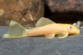 Pleco-Blue Eye Lemon(25-35mm)