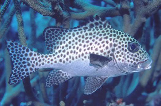Harlequin Sweet lips (Juv. 70mm)