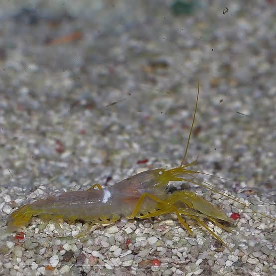 Pistol Shrimp