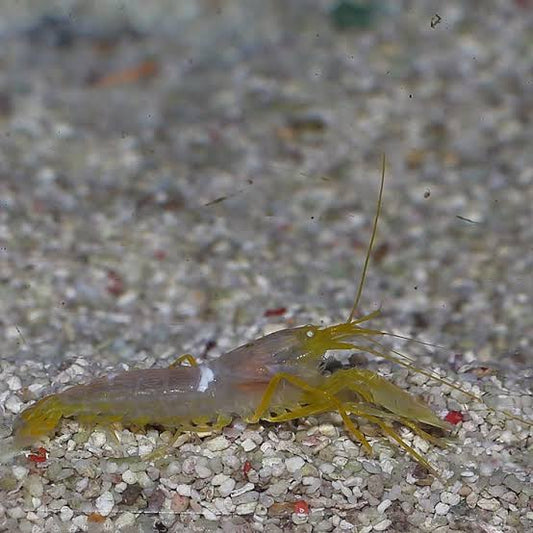 Pistol Shrimp