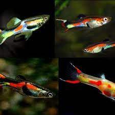 Endler Guppy Male Assorted