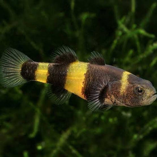 Goby-Bumblebee
