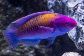 Orange Back Fairy Wrasse