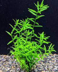 Rotala Green (Submersed form)