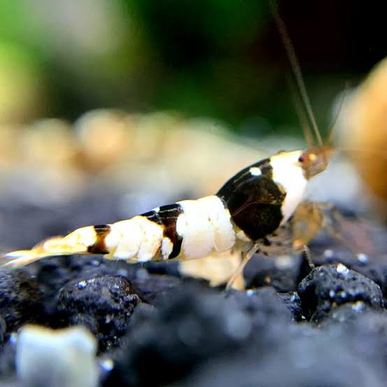 Shrimp-Crystal Black(Mixed Grade)