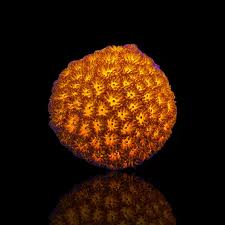 Leptastrea Orange