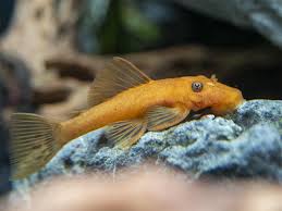 Bristlenose-Super Red