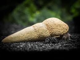 Chocolate Poso Rabbit Snail
