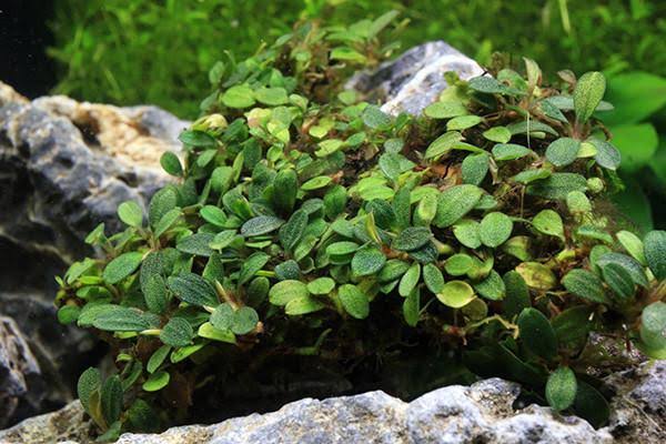 Bucephalandra Portions- 80mm Tub