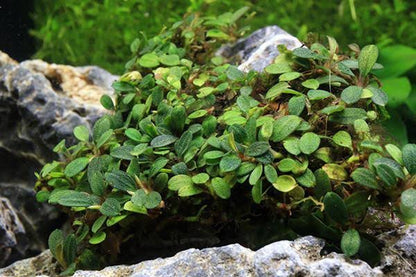 Bucephalandra Portions- 80mm Tub