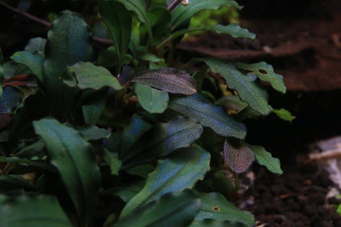 Bucephalandra Portions- 80mm Tub