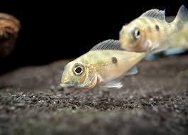 Geophagus Sveni