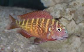 Cichlid-Tropheus(30mm)