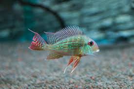 Geophagus Surinamensis