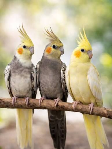 Cockatiels (Handreared) - Livestock